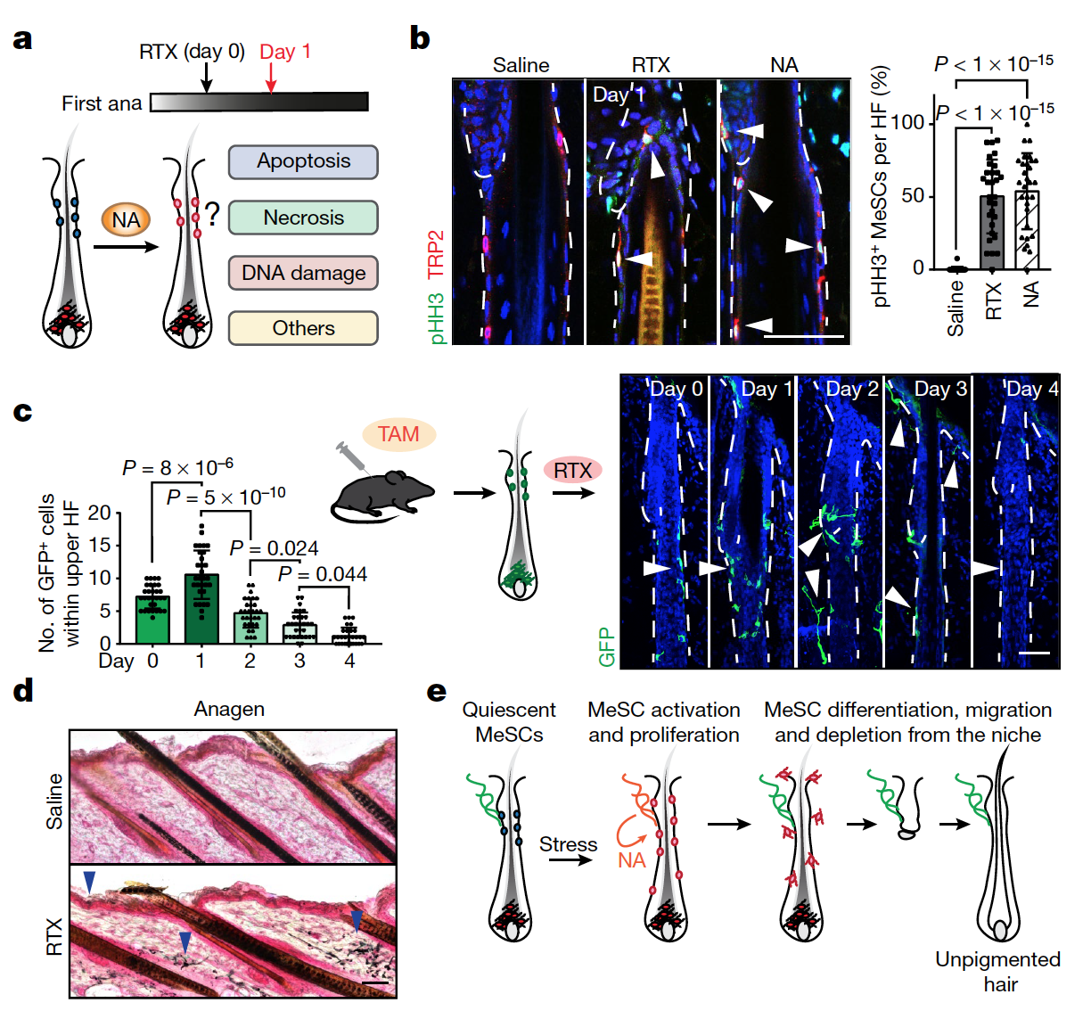 Атипичная седина: депигментация волос ввиду стресса - 5 Атипичная седина: депигментация волос ввиду стресса - 5