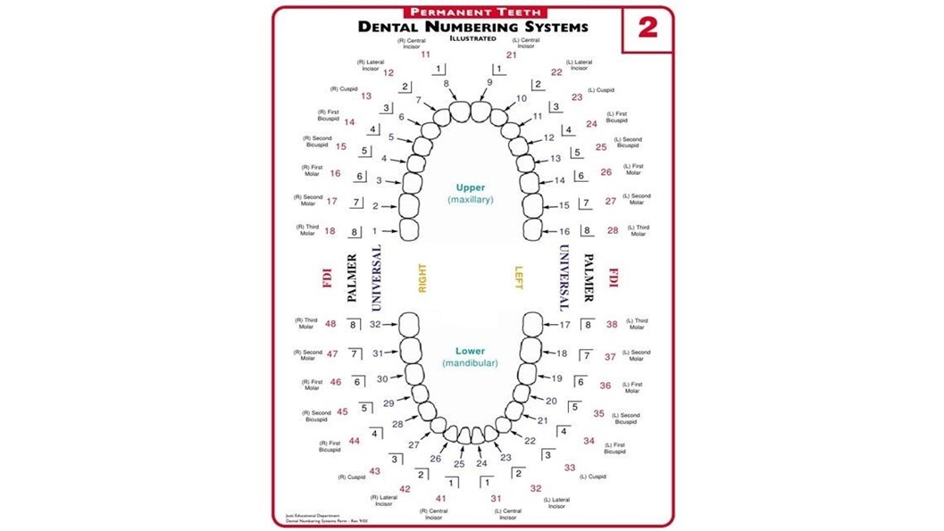 Как нумеруются зубы в ротовой полости фото