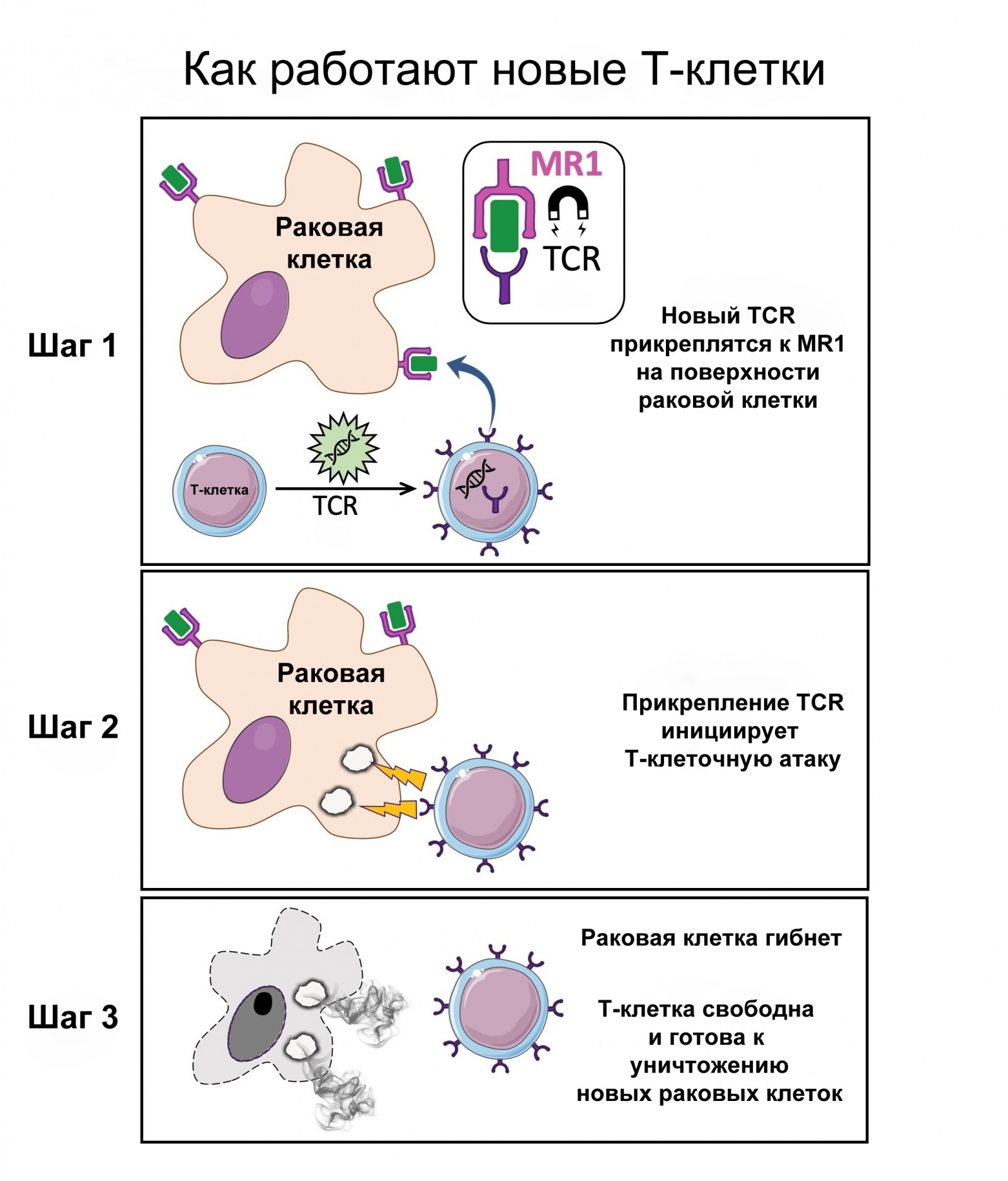 Учёные нашли T-клетки, открывающие перспективы универсальной противораковой иммунной терапии - 3