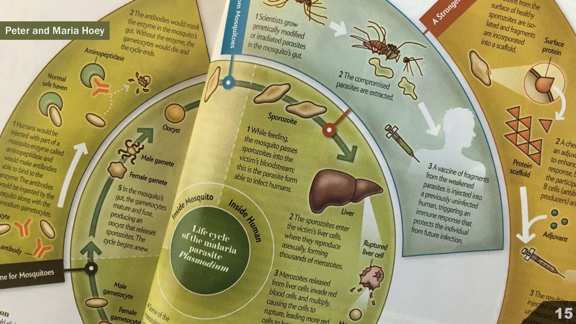 Визуализация науки: иллюстрации и инфографика - 13 Визуализация науки: иллюстрации и инфографика - 13