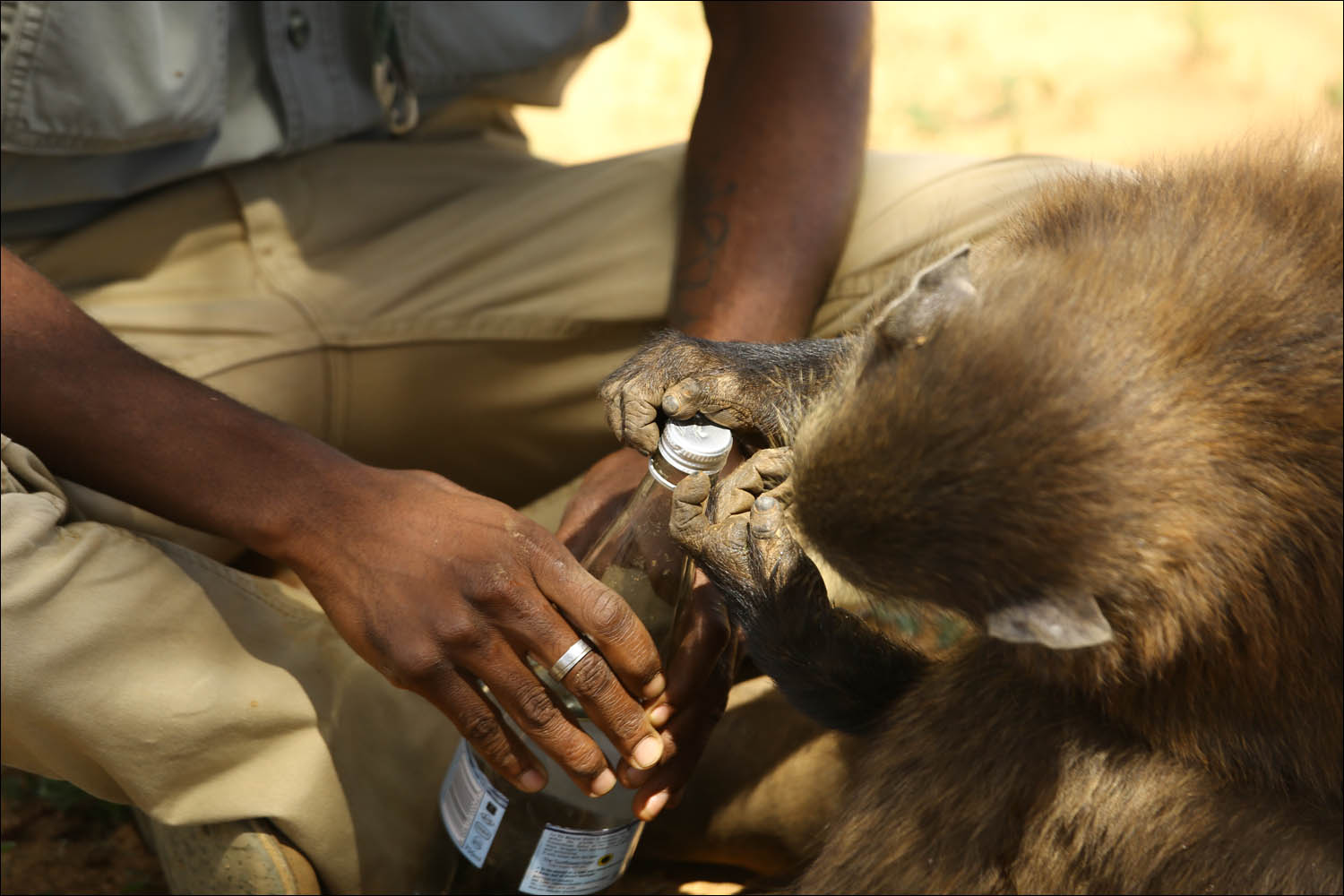 Как в Намибии защищают диких животных + IoT-ошейники - 22