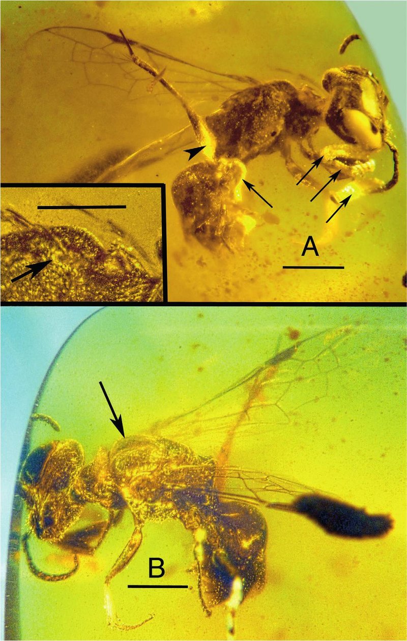 В бирманском янтаре найдена меловая пчела с триунгулинами