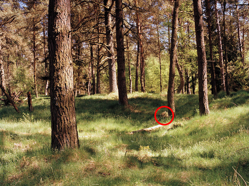 Немецкий фотограф предложил поискать снайперов Немецкий фотограф предложил поискать снайперов