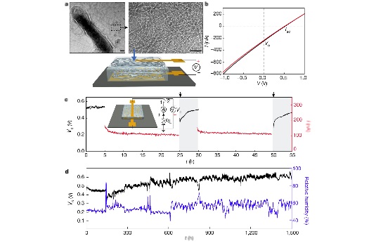Ученым из MIT удалось получить электричество из воздуха при помощи бактериального белка - 3 Ученым из MIT удалось получить электричество из воздуха при помощи бактериального белка - 3