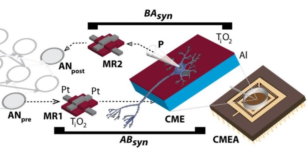 Живые и искусственные нейроны связали через интернет - 2 Живые и искусственные нейроны связали через интернет - 2
