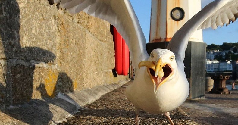 Почему чайки так падки на объедки: новое исследование Почему чайки так падки на объедки: новое исследование