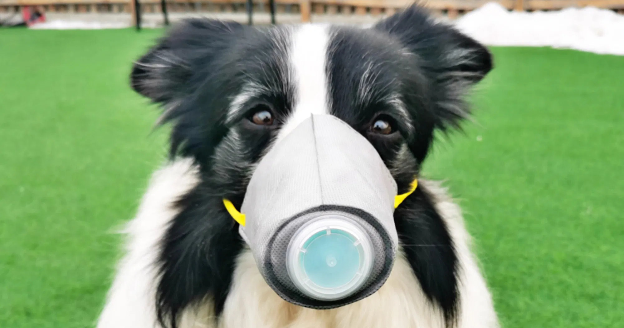 Могут ли животные разносить коронавирус — насущный вопрос Могут ли животные разносить коронавирус — насущный вопрос