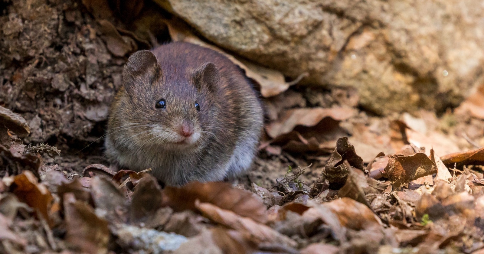 Вакцину от лихорадки Ласса нашли только теперь – 50 лет спустя Вакцину от лихорадки Ласса нашли только теперь – 50 лет спустя