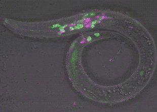 Японцы нашли способ разметить нейроны нематод - 2 Японцы нашли способ разметить нейроны нематод - 2