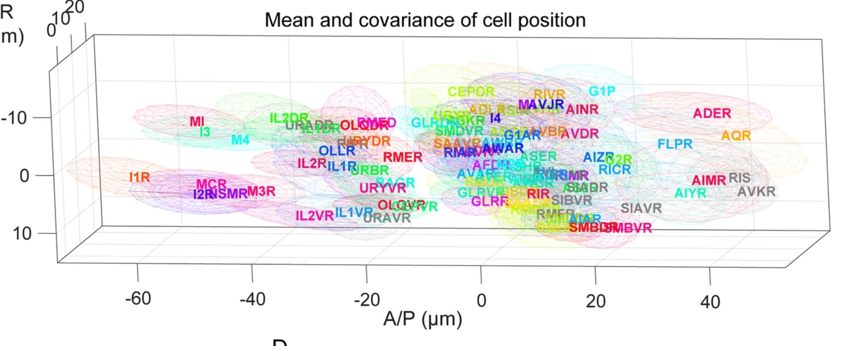 Японцы нашли способ разметить нейроны нематод - 3 Японцы нашли способ разметить нейроны нематод - 3