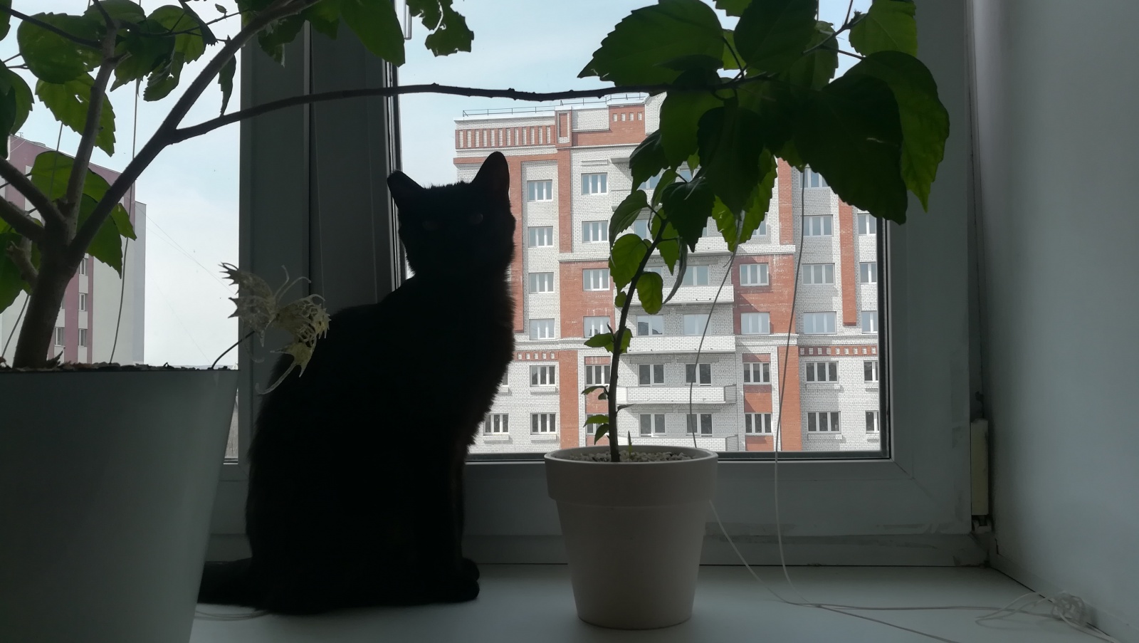 Самый доступный метод автоматизации штор - 2 Самый доступный метод автоматизации штор - 2