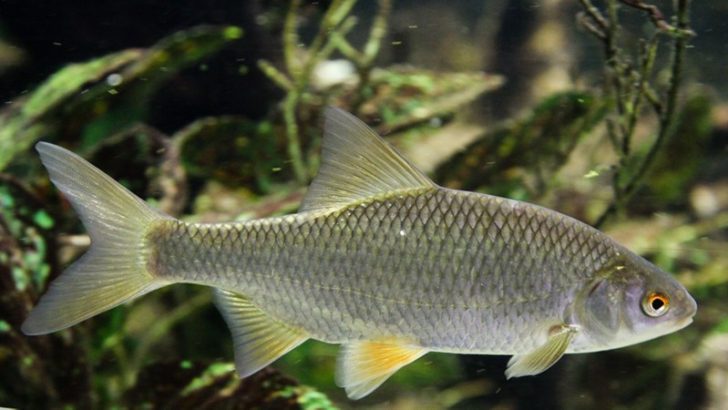 The Silverfish Programming Language - 1 Карасик → На самом деле плотвичка