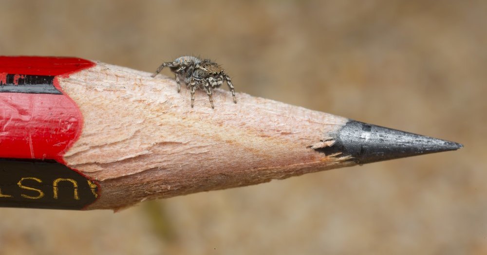 Семь новых видов пауков найдены в Австралии