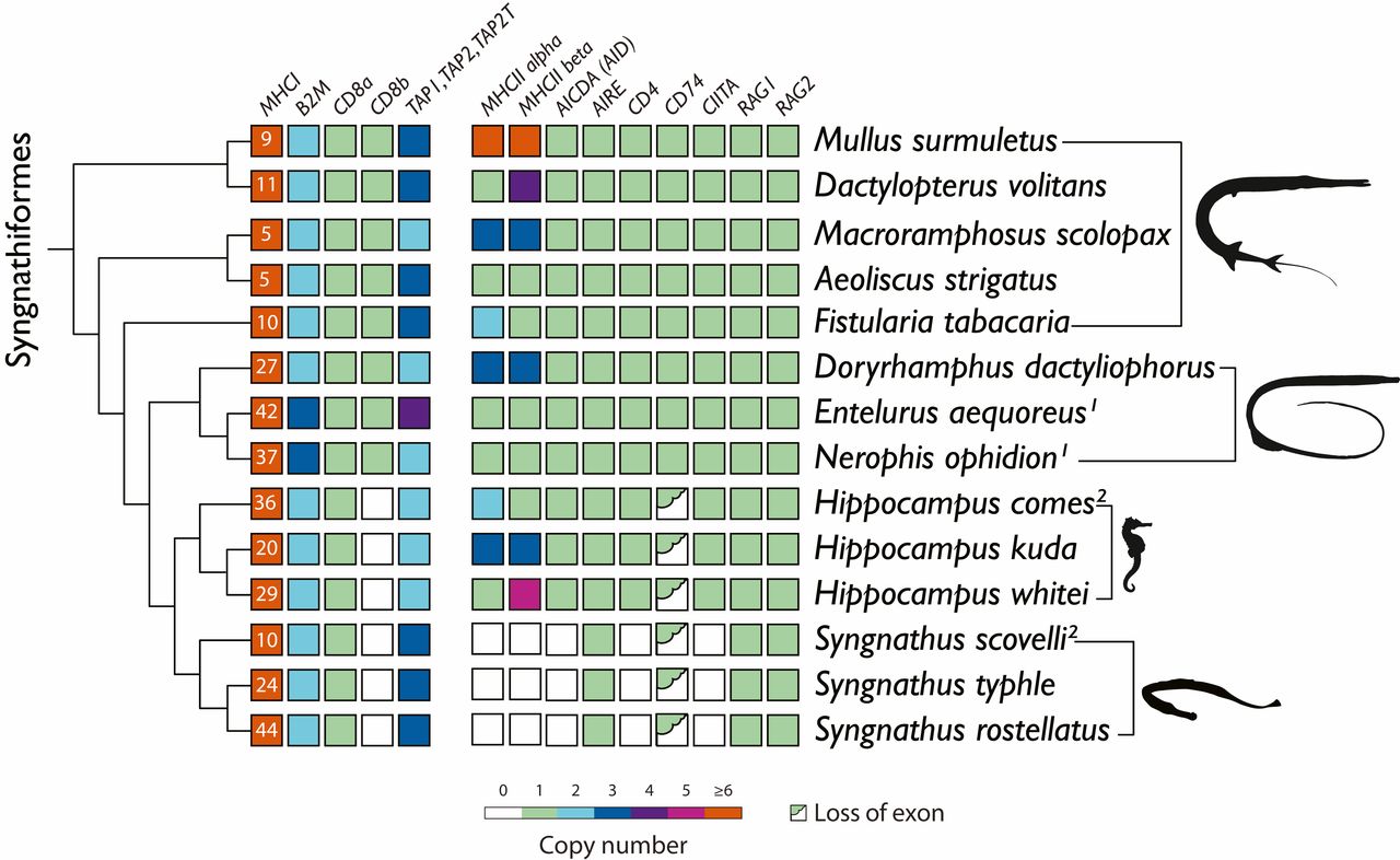 Трудности отцовства морских коньков: генетические метаморфозы иммунной системы - 3 Трудности отцовства морских коньков: генетические метаморфозы иммунной системы - 3