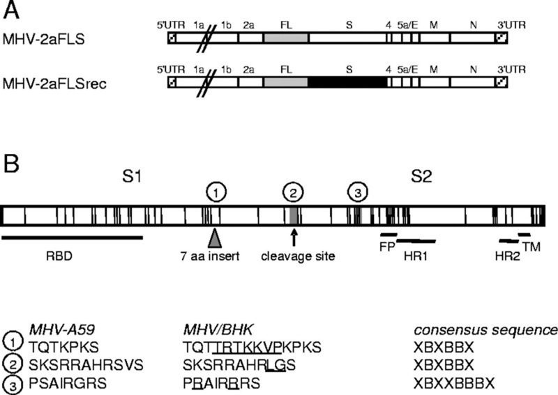 SARS нерукотворный? Генеалогия уханьского коронавируса - 32