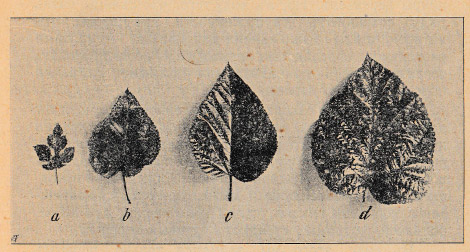 Как воспитать здорового довольного червя: разбираем инструкцию 1910 года - 8 Как воспитать здорового довольного червя: разбираем инструкцию 1910 года - 8
