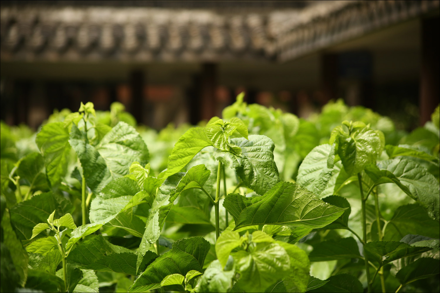 Как воспитать здорового довольного червя: разбираем инструкцию 1910 года - 9 Как воспитать здорового довольного червя: разбираем инструкцию 1910 года - 9