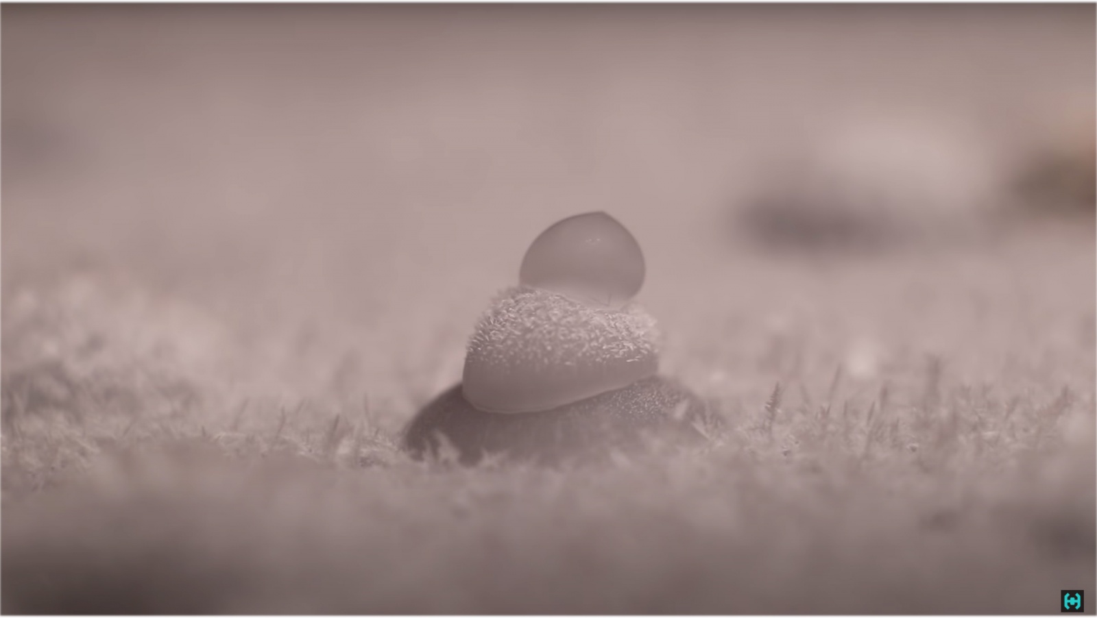 По следам горячих частиц. Камера Вильсона - 8 По следам горячих частиц. Камера Вильсона - 8