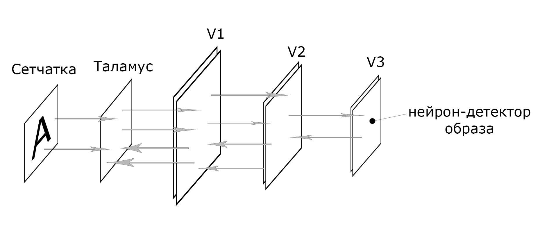 Сравнение мозга с нейронной сетью - 10 Сравнение мозга с нейронной сетью - 10