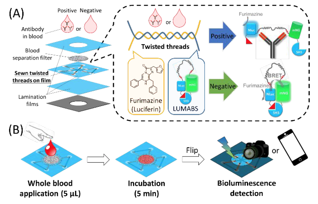 Хлопковая нить, биолюминесценция и смартфон: анализ крови на антитела за 5 минут - 2 Хлопковая нить, биолюминесценция и смартфон: анализ крови на антитела за 5 минут - 2