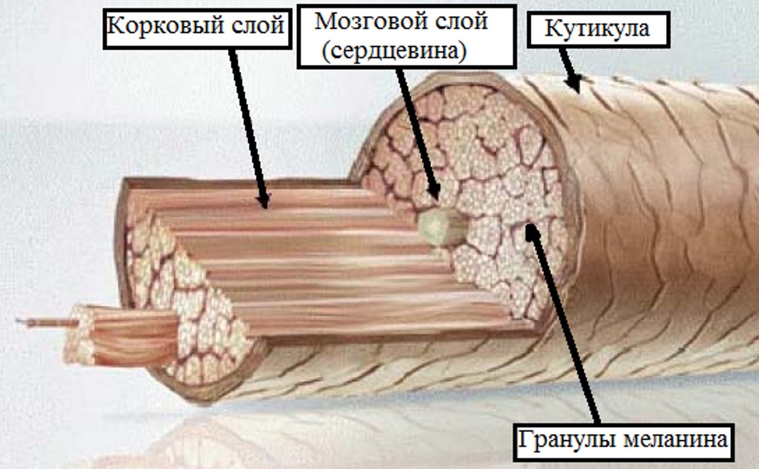 Почему лезвия бритвы затупляются после бритья? - 3