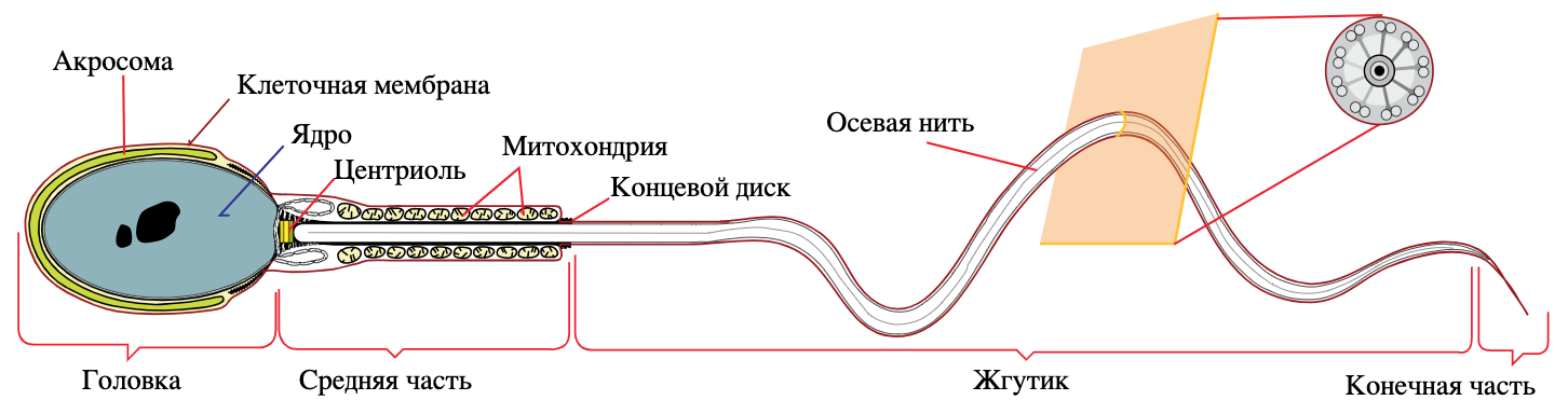 Движение это жизнь: кинематика сперматозоидов - 3