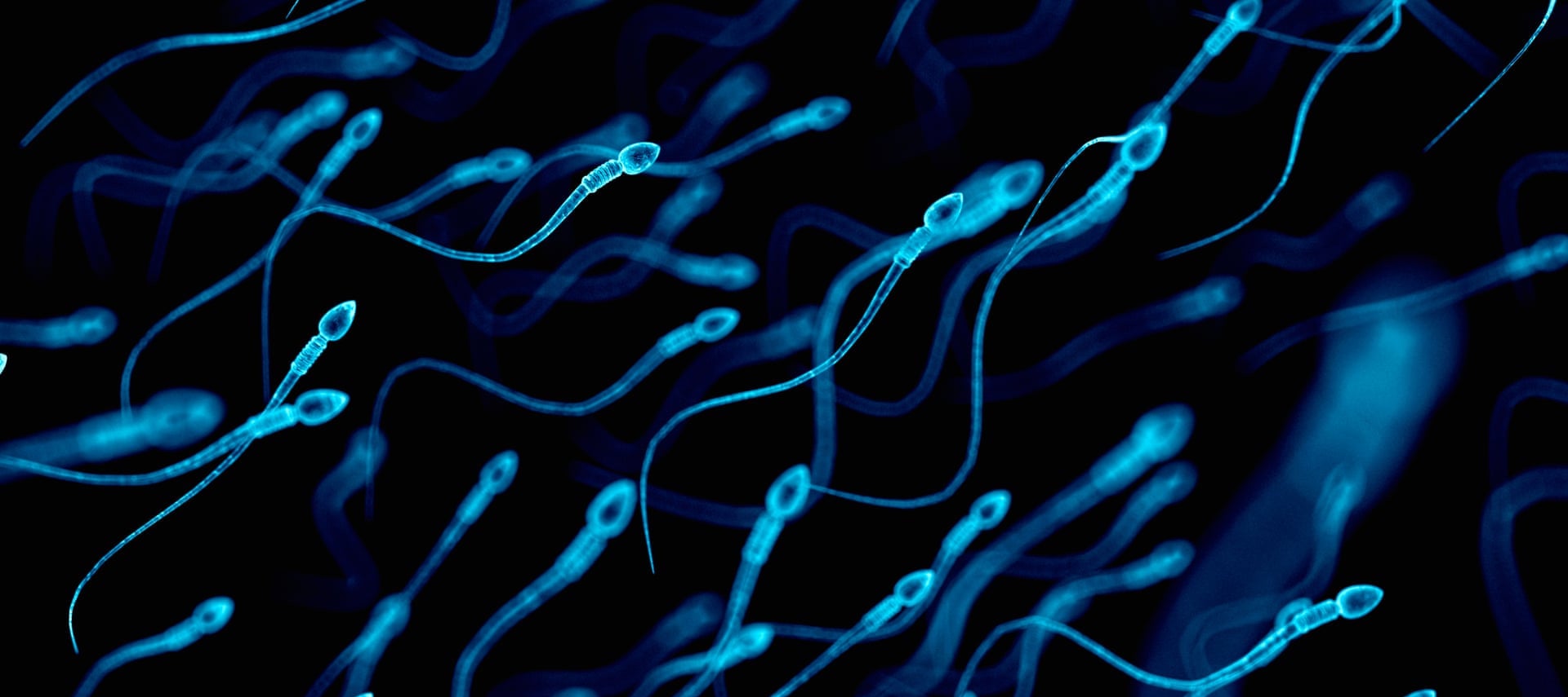 Движение это жизнь: кинематика сперматозоидов - 1