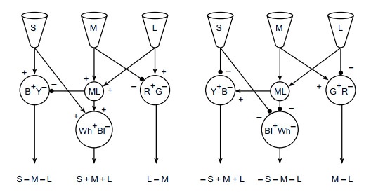 Как мы воспринимаем цвет. Занимательные факты. Просто об очень сложном - 11
