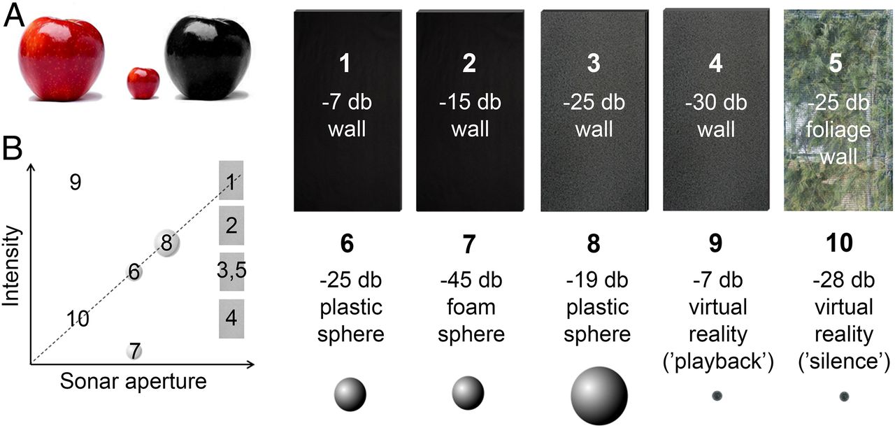 Акустическое восприятие: почему летучие мыши врезаются в стены - 2
