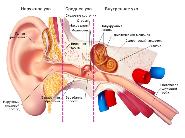 Фристайлер ракомакофон! или почему иногда мы неправильно слышим слова песен на английском - 3