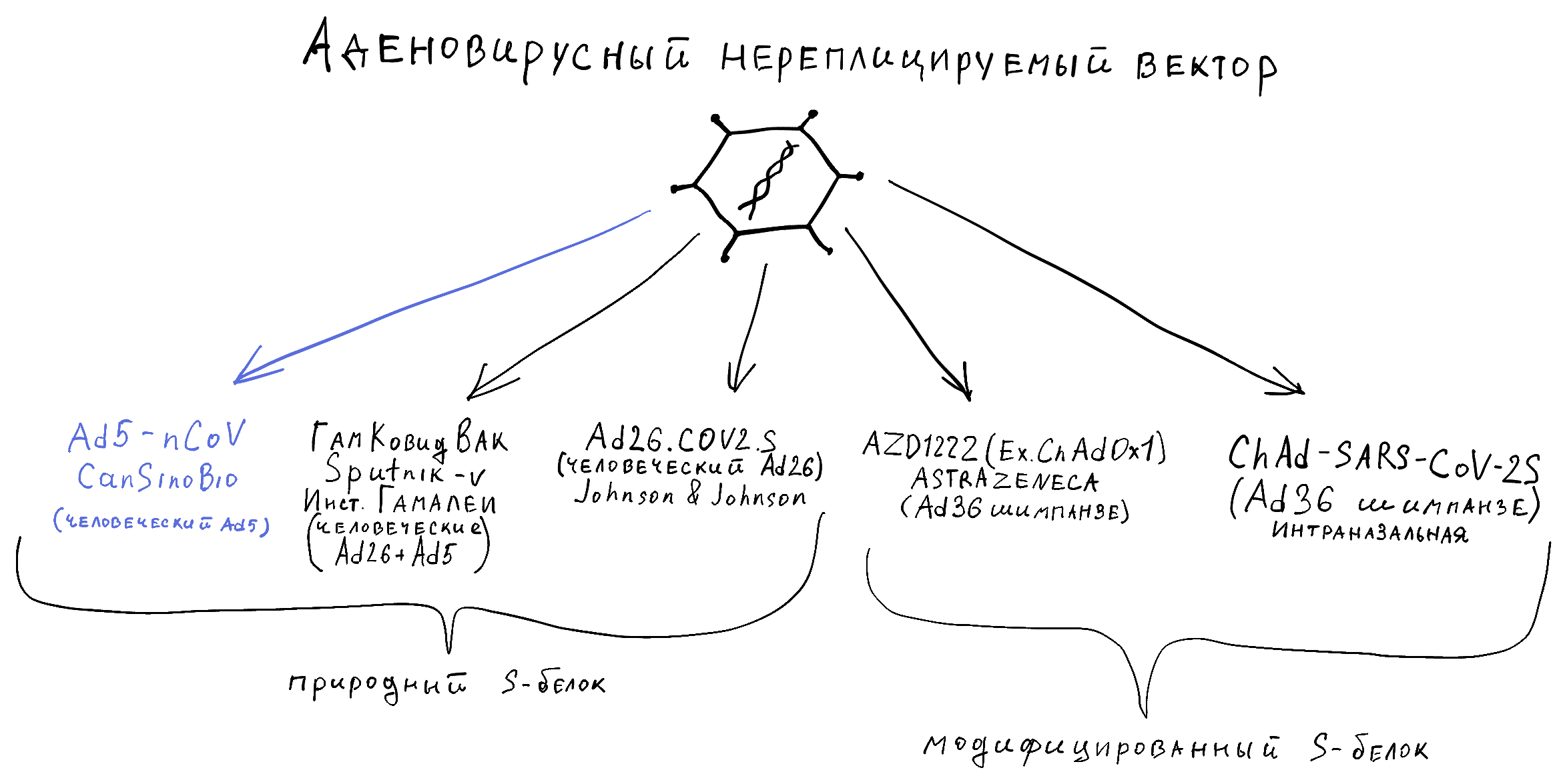 Разные вакцины, построенные по одной технологии аденовирусного вектора 