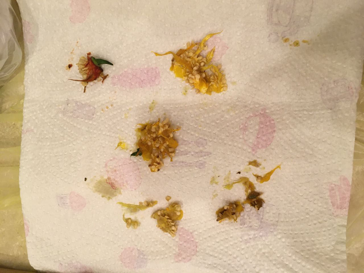 Малышка на миллион. Сковиллей - 9 Малышка на миллион. Сковиллей - 9