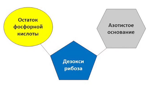 Выделяем ДНК банана в домашних условиях - 2