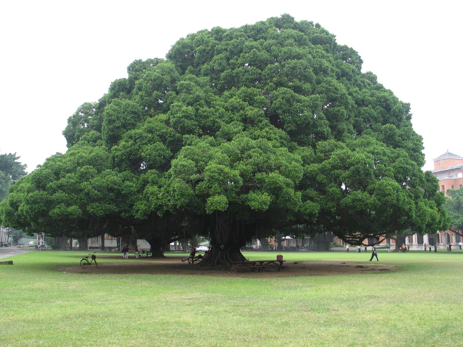 Big Tree