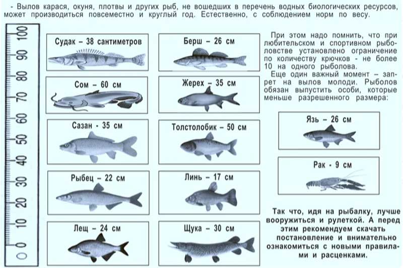 История ГМО лосося, который все же попал на рынок - 3