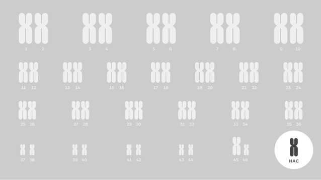 Гипоталамус, искусственная хромосома и физические упражнения: борьба со старением и проблемы на пути к успеху - 3