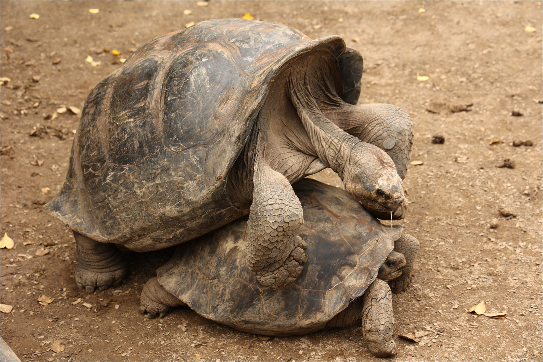 Реинжиниринг небольшой островной экосистемы: биолаборатория на Галапагосах - 1 Реинжиниринг небольшой островной экосистемы: биолаборатория на Галапагосах - 1