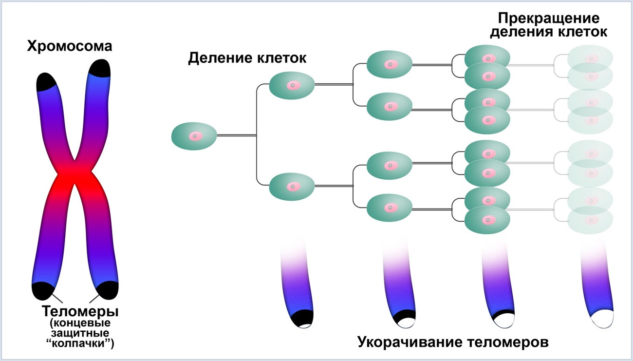 Старение и бессмертие: взгляд биолога - 9