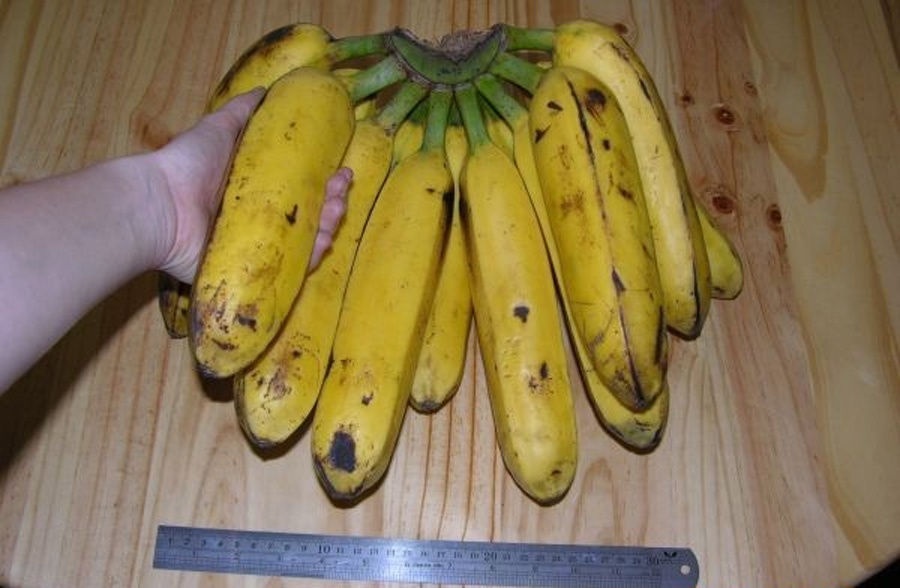 Почему мир скоро может остаться без бананов - 3