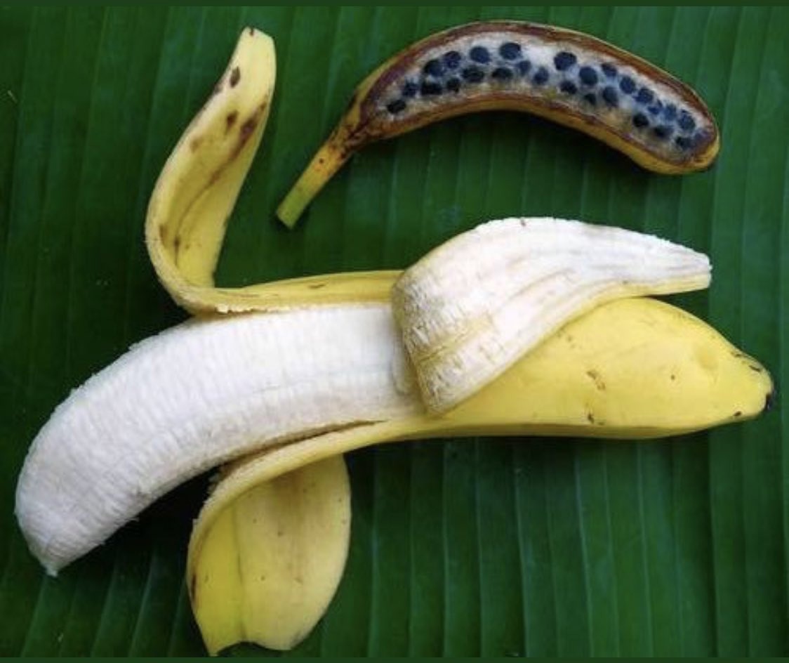 Почему мир скоро может остаться без бананов - 4