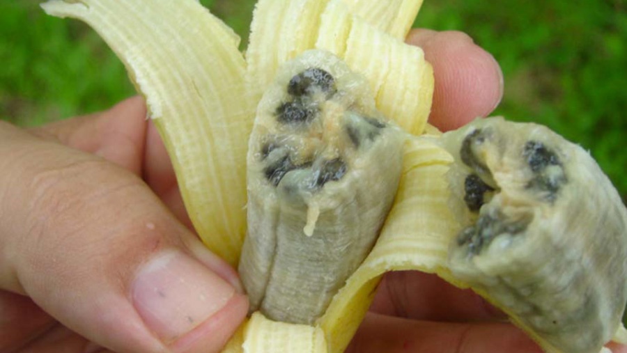 Почему мир скоро может остаться без бананов - 8