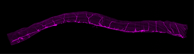 Фиолетовые участки – сосудистая сеть рассеченного кишечника мыши