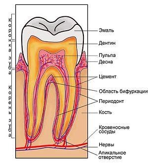 Зуб и окружающие его ткани.