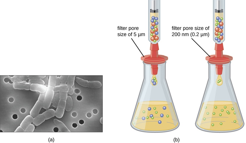 Figure 6.3.1: Membrane filters can be used to remove cells or viruses from a solution. (a) This scanning electron micrograph shows rod-shaped bacterial cells captured on the surface of a membrane filter. Note differences in the comparative size of the membrane pores and bacteria. Viruses will pass through this filter. (b) The size of the pores in the filter determines what is captured on the surface of the filter (animal [red] and bacteria [blue]) and removed from liquid passing through. Note the viruses (green) pass through the finer filter. (credit a: modification of work by U.S. Department of Energy)