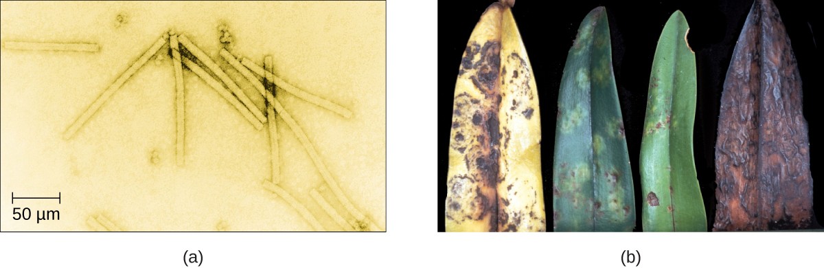 Figure 1. (a) Tobacco mosaic virus (TMV) viewed with transmission electron microscope. (b) Plants infected with tobacco mosaic disease (TMD), caused by TMV. (credit a: modification of work by USDA Agricultural Research Service—scale-bar data from Matt Russell; credit b: modification of work by USDA Forest Service, Department of Plant Pathology Archive North Carolina State University)