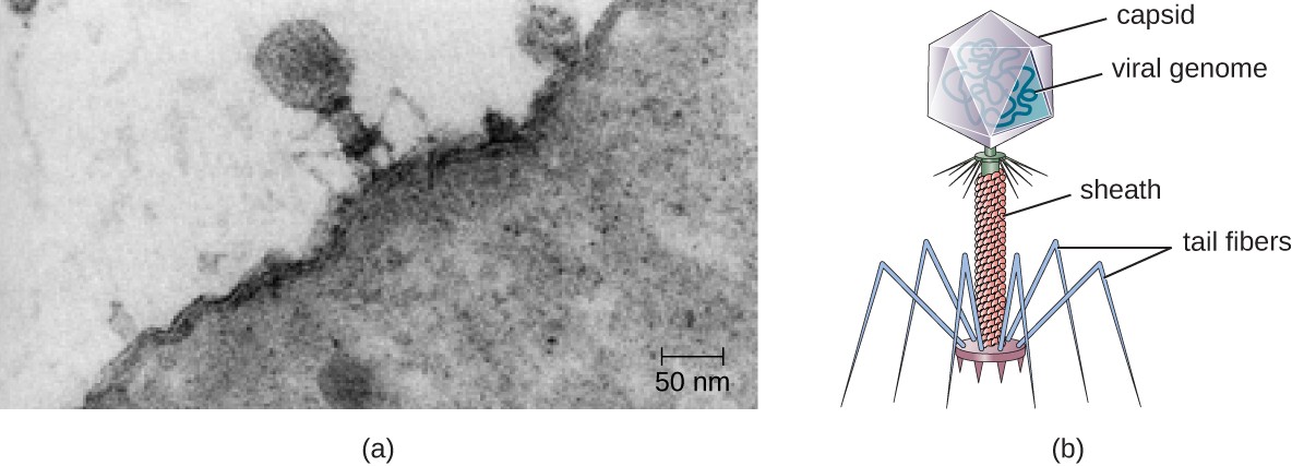 Figure 2. (a) In this transmission electron micrograph, a bacteriophage (a virus that infects bacteria) is dwarfed by the bacterial cell it infects. (b) An illustration of the bacteriophage in the micrograph. (credit a: modification of work by U.S. Department of Energy, Office of Science, LBL, PBD