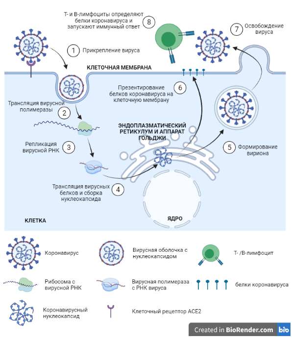 Рисунок 1. Механизм действия коронавируса