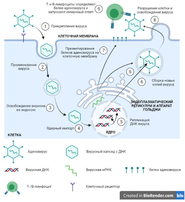 Рисунок 2. Механизм действия аденовируса  