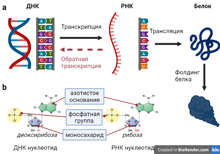 Рисунок 1. Центральная догма молекулярной биологии