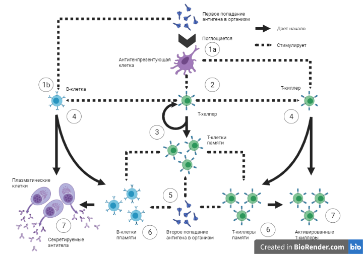 Рисунок 4. Выработка иммунного ответа